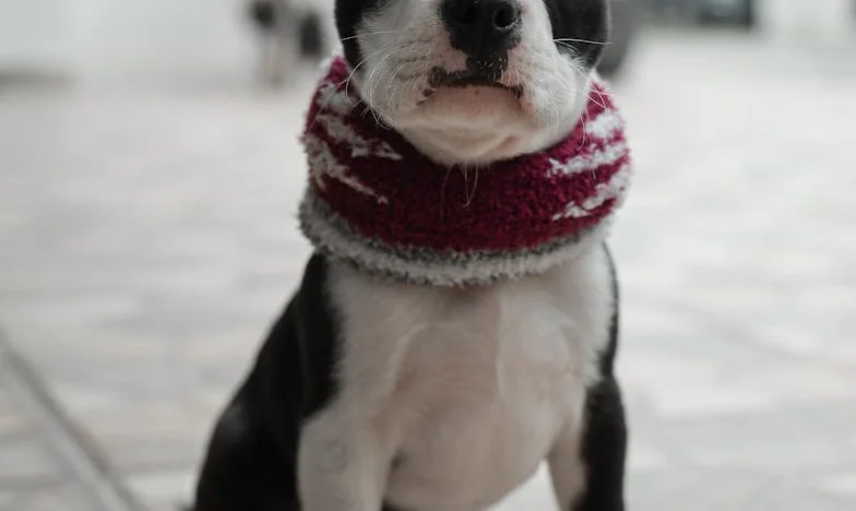 Zvali mnie „ciocią”, a widzieli tylko moje M-3: jak pies zatrzymał moją rodzinę i zmienił moje życie