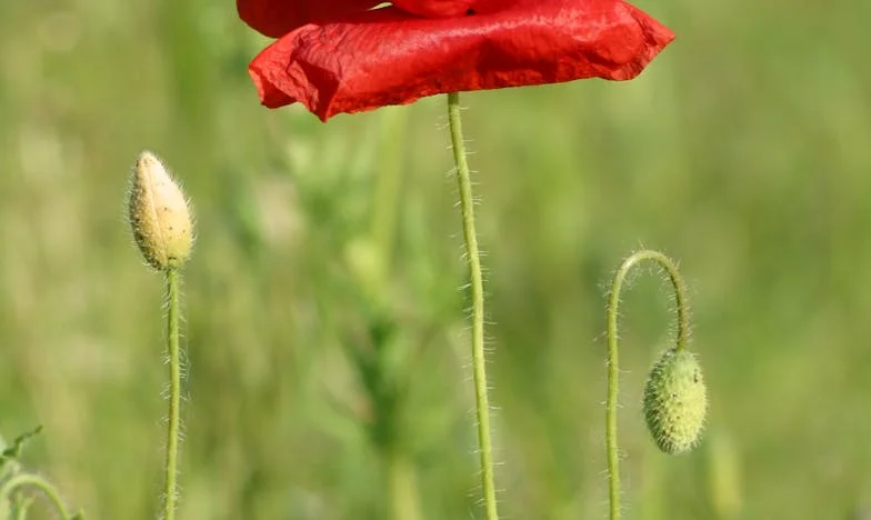 Złamane skrzydła – historia Magdy z małego miasteczka