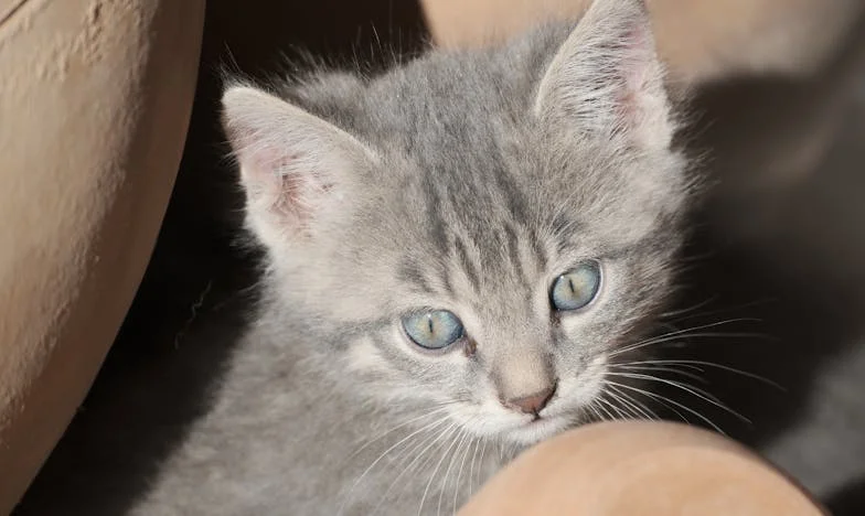 „Anyósom újra férjhez akar menni? Nem engedem!” – Egy magyar család titkai és harcai