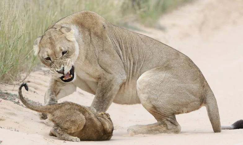 Csendes menedék – Egy döntés ára