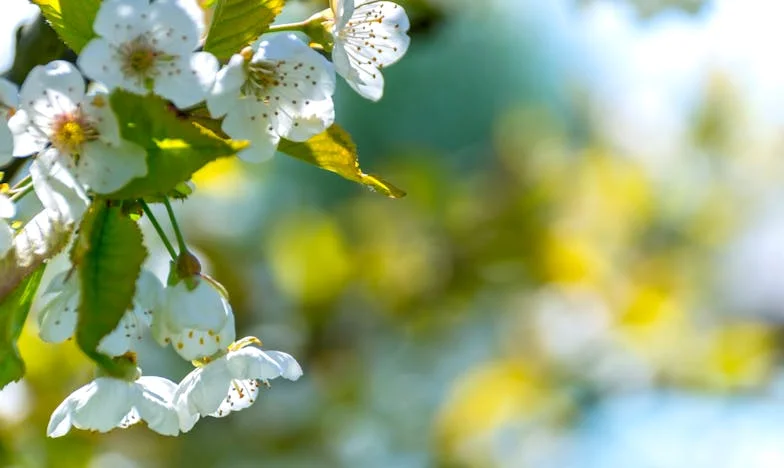 Esküvői vallomás: Amikor a boldogság helyett az igazság győz