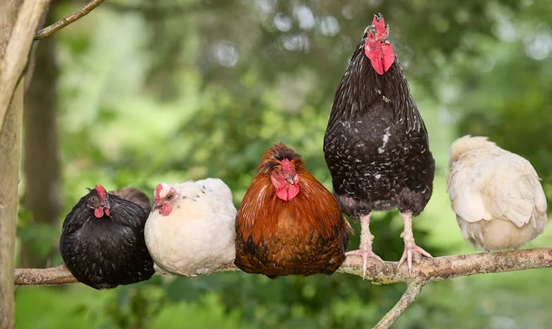 Fiam döntése: Egy esküvő, ami szétszakítja a családot