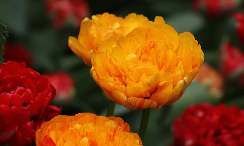 „Ha nem tudsz rendet tartani, pakolj!” – Egy magyar feleség vallomása a házasság peremén