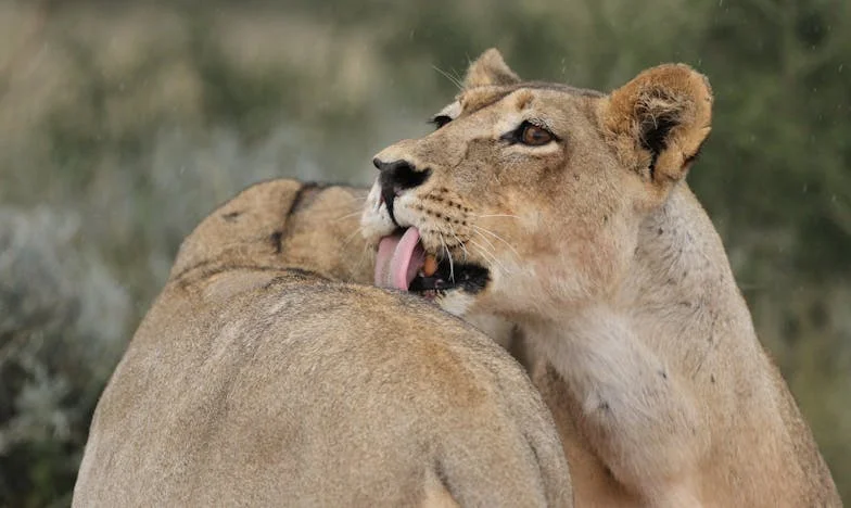 Kívülálló a Saját Otthonomban: Egy Mozaikcsalád Árnyékában