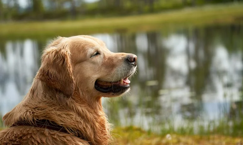 Majdnem Eladták a Házamat a Hátam Mögött – Egy Idős Asszony Vallomása
