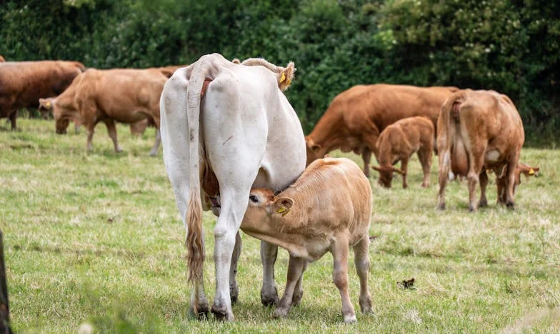 Segítség! A feleségem az őrületbe kerget, és az anyósom az egyetlen reményem