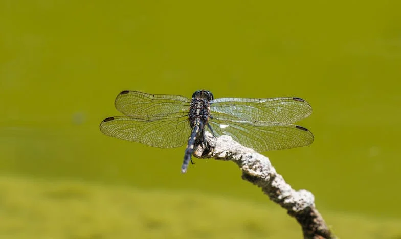 Senki sem tudta elhozni az unokát hétvégére, de egy váratlan látogatás mindent megváltoztatott – Egy apa lelki utazása