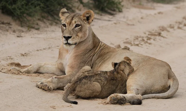 A boldogság szárnyain – Egy magyar nő útja a csalódásig