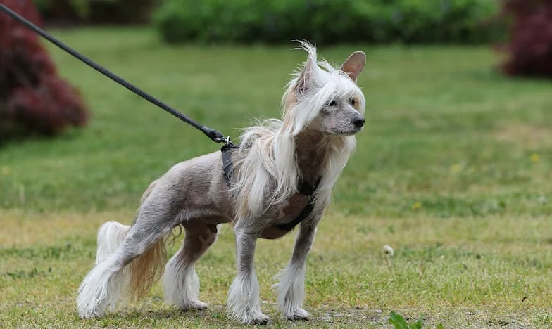 A Randivizsga: Amikor Szegénynek Tettettem Magam, Hogy Megtudjam, Ki Szeret Igazán