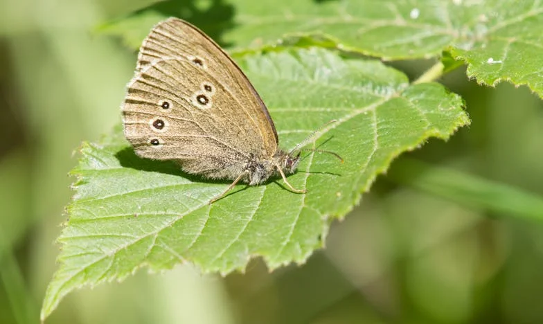 A testvérem titka: Egy üzenet, ami mindent megváltoztatott