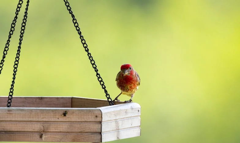A vonakodó vő: Egy út a megbocsátás felé