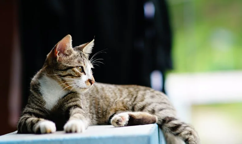 Ádám álma: Egy hatéves kisfiú öröksége a kórházakban