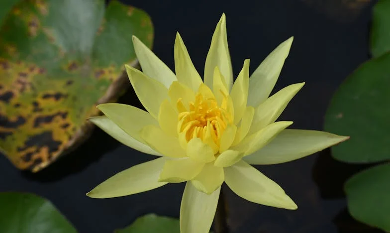 Amikor az unokámra írtam a házamat, a lányom megszakította velem a kapcsolatot – Négy hónap csendben