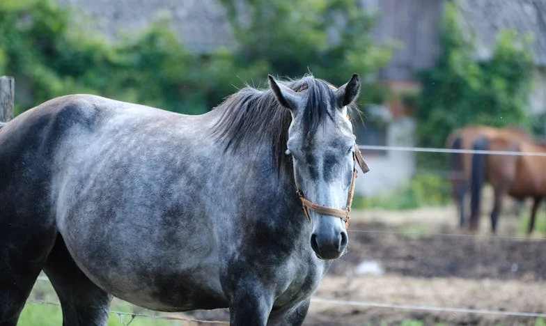 „Anya, kérlek, vigyél haza!” – Egy hét éves kisfiú küzdelme az örökbefogadásért