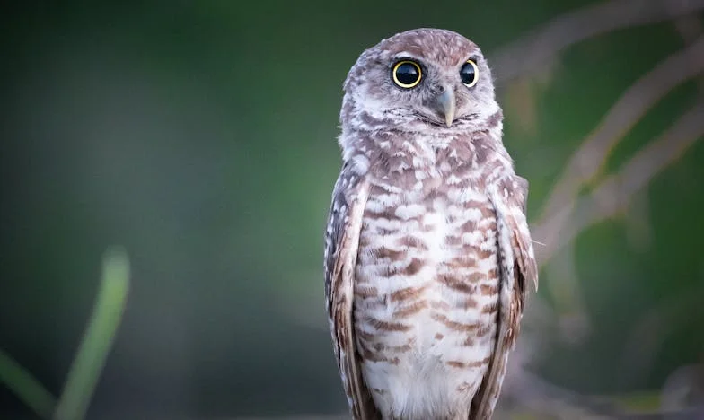 Anyám árnyékában – Egy magyar nő vallomása a családi kötelességről és önfeladásról