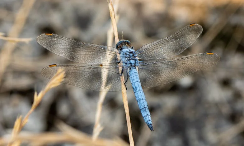 Bátorság és összetartás: Egy magyar nővér története a frontvonalon