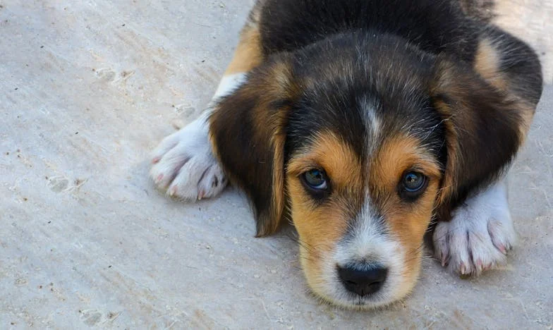 Egy Elveszett Mosoly: A Kisfiú, Akinek Az Élete Egy Pillanat Alatt Megváltozott