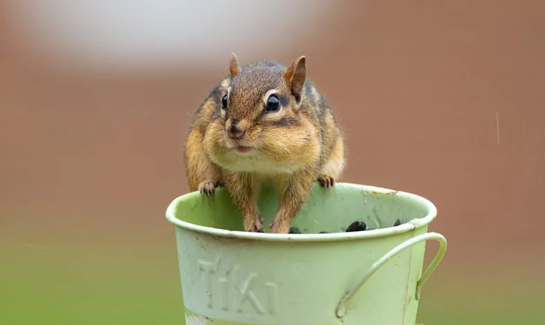 Egy levél apámnak – Egy magyar lány vallomása nevelőapjához