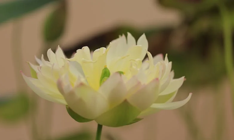 Egy nővér végső áldozata: A ház átírása a húgára, akit sajátjaként szeretett