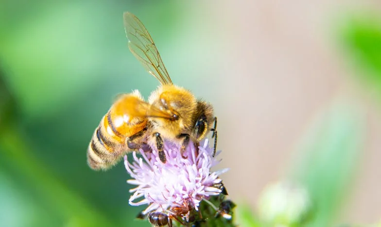 Hamuvágy – Egy magyar nő újjászületése a családi romokból
