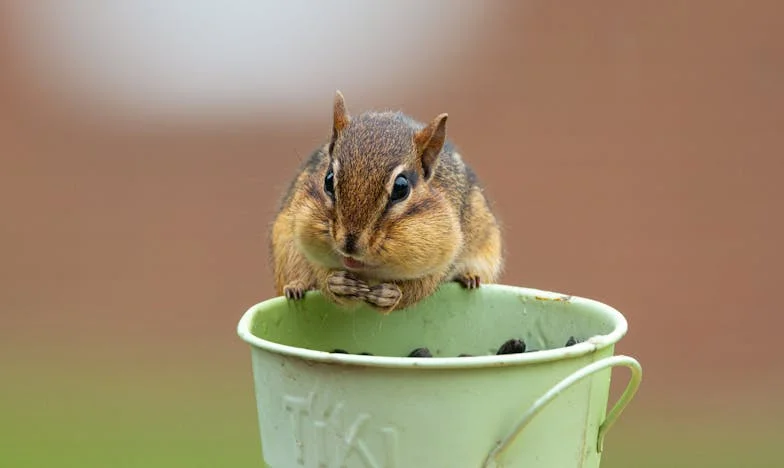 Imádság a határokért: Egy nagymama harca az unokájáért