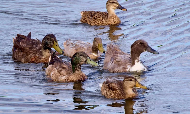 Imádságban talált béke: Egy családi viszály története