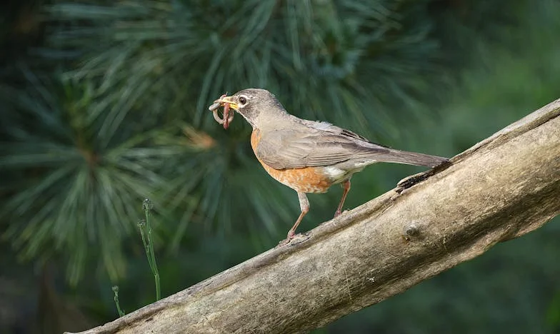 Kirepült a fészekből: Egy magyar nyugdíjas sakkozó bánata