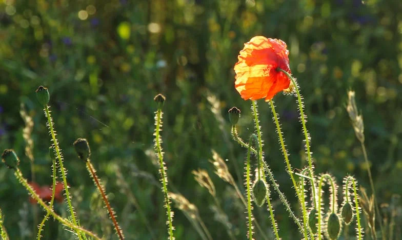 „Látod, hogyan néz rád? – Egy anya szégyene, egy lány harca”
