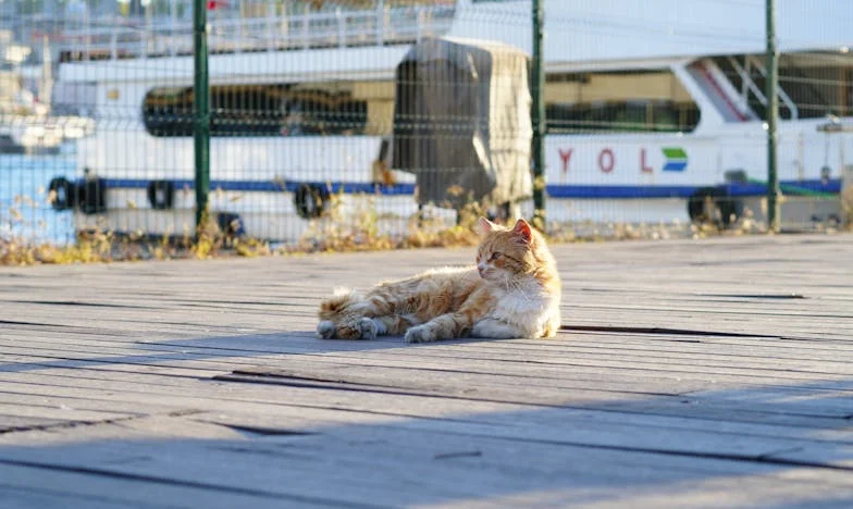 „Soha többé nem léphet be a házamba” – Egy anyós vallomása a családi tiszteletről és fájdalomról