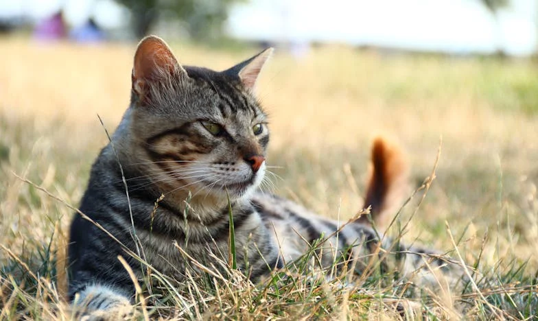 Sorsfordító érzések: „A bátyám új felesége elrabolta a szívem, de én hűséges férj vagyok”