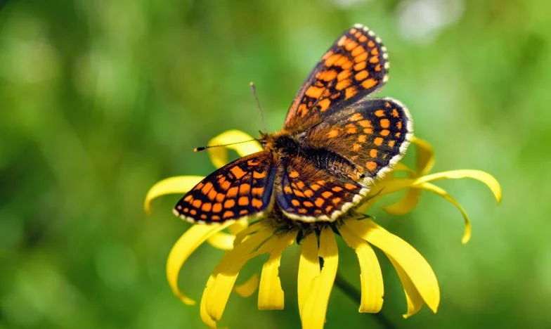 Túl sok volt már nekem – Egy magyar nő drámája a családban és a magányban