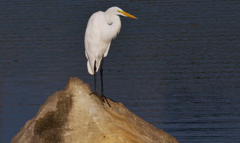 Újrakezdés ötven felett: Egy vacsora, ami mindent megváltoztatott