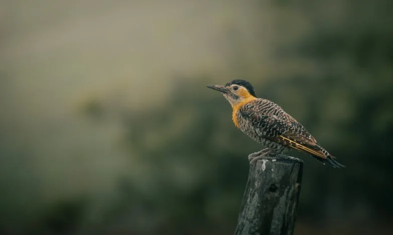 Vasárnapi reggeli – Egy család, három titok