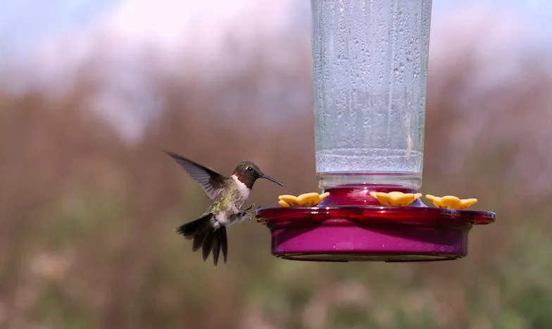A hívatlan szomszéd: Amikor a határok elmosódnak – Egy bizalom elvesztésének története