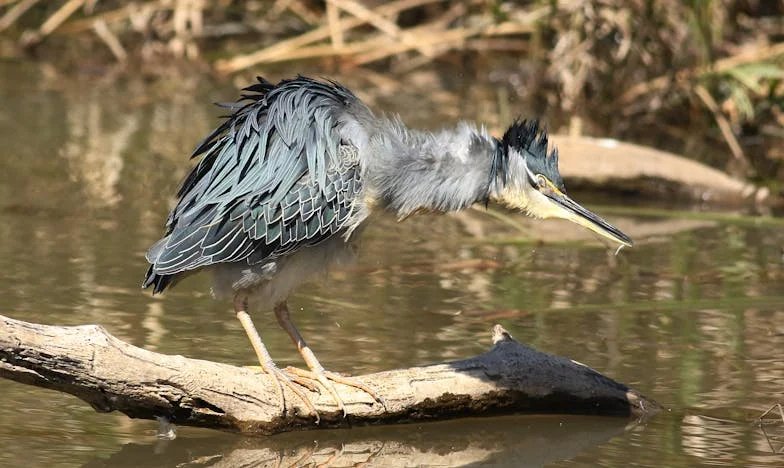 „Anyósom kulcsa: Hogyan veszítettem el az otthonomat, és hogyan szereztem vissza önmagam”