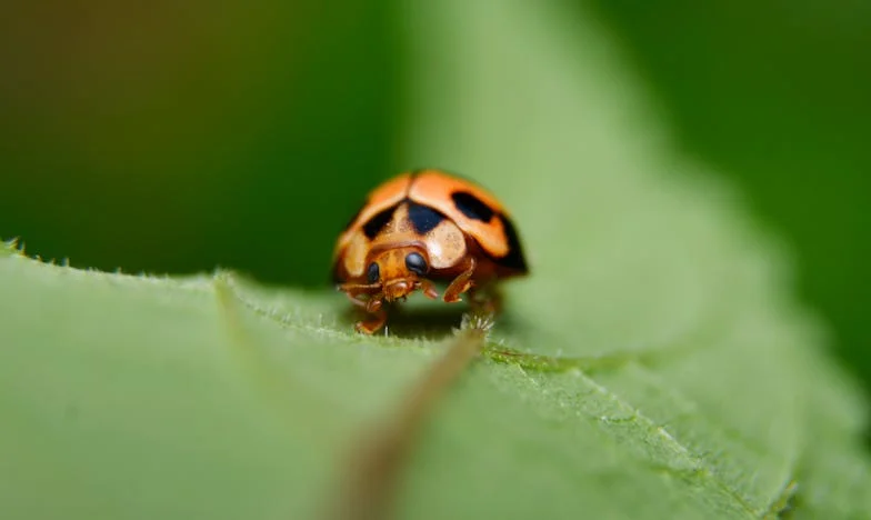 Apa lett a férjem – Harminc év után újrakezdve