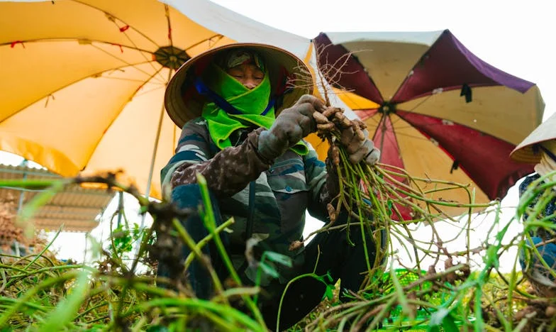 Az összetört ígéret: Egy esküvő árnyékában
