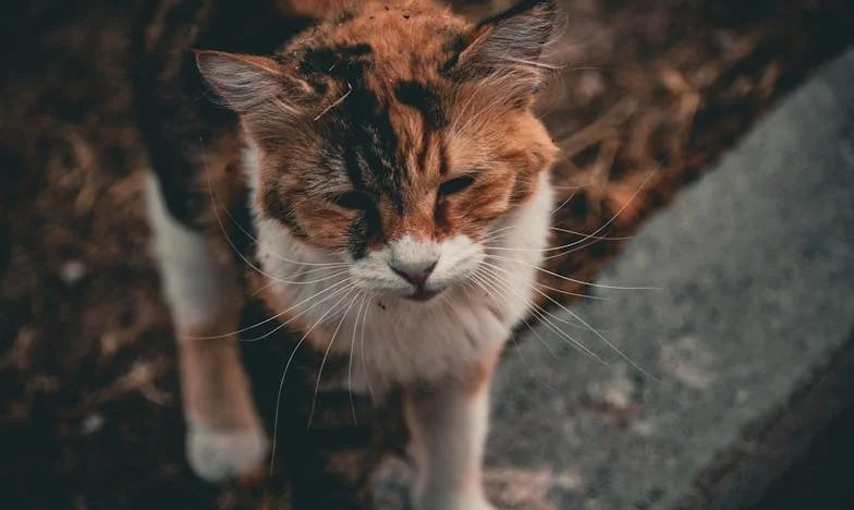 Búcsú a gyermekkortól: Amikor a kedvenc műsorom véget ért