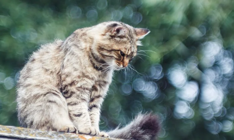 Egy budapesti park padján: Hogyan változtatta meg a sakk az életemet és a családom sorsát