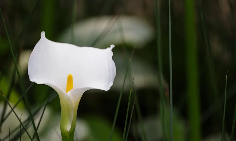 Hogyan találtam békét anyámmal – Egy hit által átszőtt történet