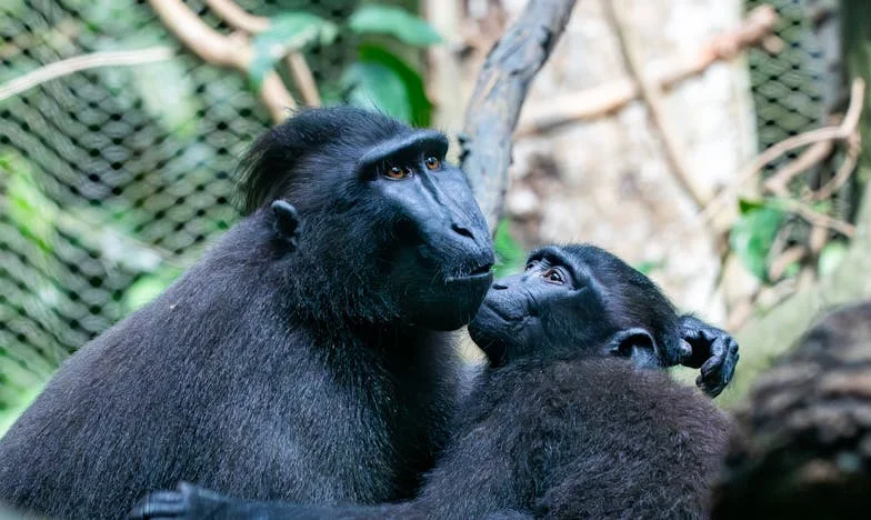 Két anya között: Egy lány vallomása a szeretet és kötelesség harcáról