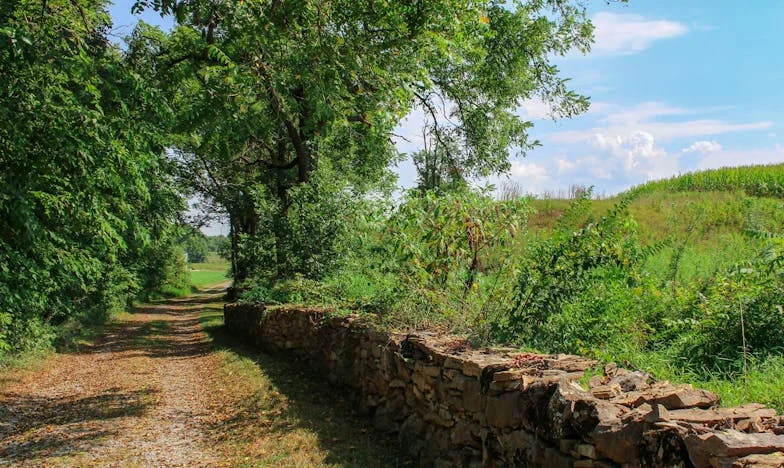 Láng a szélben: Egy magyar asszony vallomása