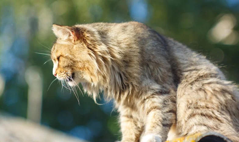 „Miattad élünk egyik napról a másikra” – Egy anya szavai, amelyek mélyebben vágnak, mint az élet