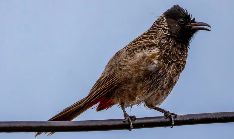Szeretlek, de ő a legjobb barátnőmé – Egy magyar nő vallomása a tiltott szerelemről