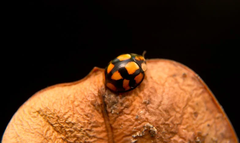 Túl fiatal, túl gyorsan: Egy magyar tinédzseranya vallomása