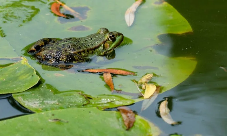 Túl Későn Vettem Észre: Egy Testamentum Árnyékában
