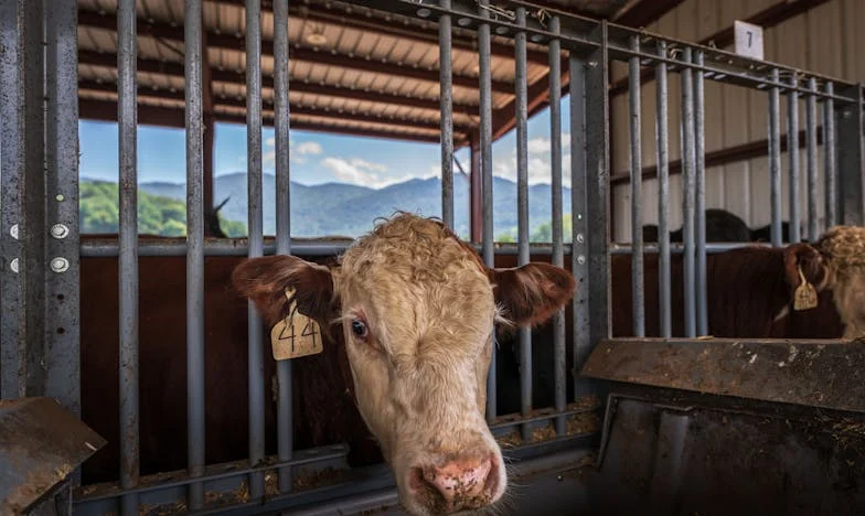 „Akkor hát megegyeztünk? Vedd fel azt a hitelt.” – Egy meny története a magyar valóságból
