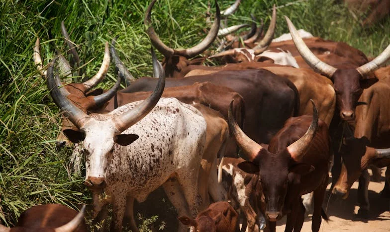 Amikor a legnagyobb árulás a legközelebbitől érkezik
