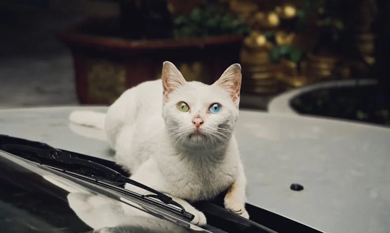 Amikor a sors mindent elsöpör: Márta és Dániel története