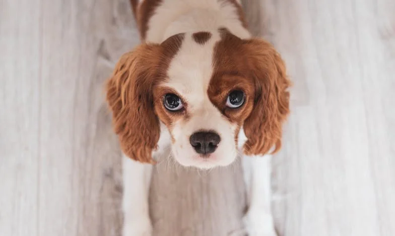 Amikor apa elment: Egy éjszaka, ami mindent megváltoztatott